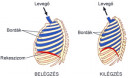 S.o.s biologia – megoldás kép 1