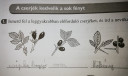 Milyen növény látható a képen? Mi a neve?  – megoldás kép 1