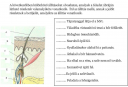 BIOSZ/ A BŐR feladat – feladat kép 1