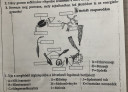 ATP felhasználás a sejtben – feladat kép 2